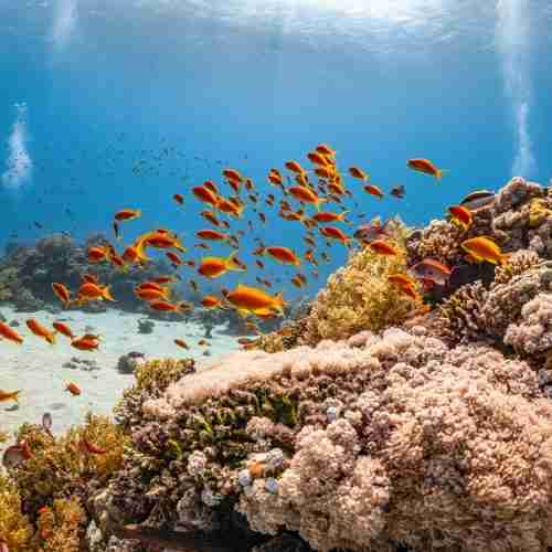 Great Barrier Reef Snorkeling Adventure – World Heritage Marine Paradise